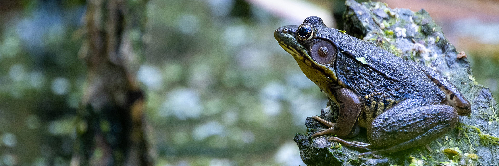 Frog in Rock Creek Park